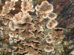 Stereum sanguinolentum