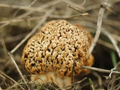 Morchella steppicola