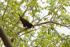 Psarocolius montezuma