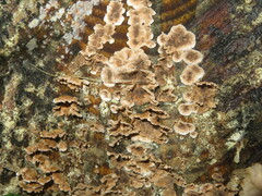 Stereum sanguinolentum