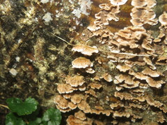 Stereum sanguinolentum