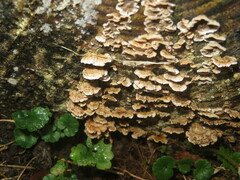 Stereum sanguinolentum