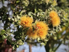 Metrosideros polymorpha