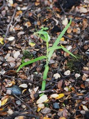Pterostylis irwinii