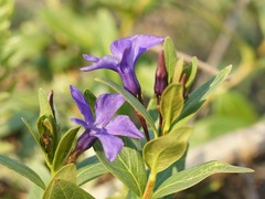 Vinca herbacea