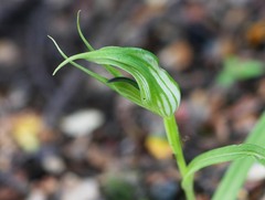 Pterostylis irwinii