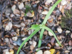 Pterostylis irwinii