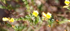 Linum africanum