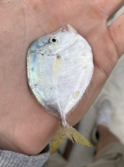 Selene setapinnis