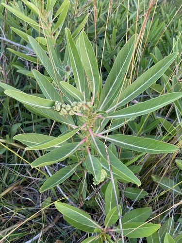 Phytolacca tetramera, photograph 1