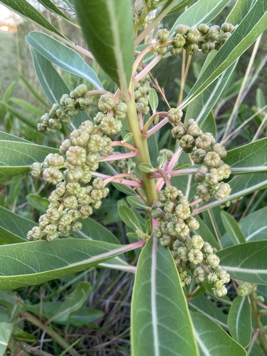 Phytolacca tetramera, photograph 2