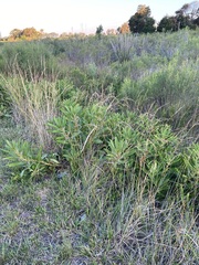 Phytolacca tetramera