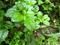 Pilea elliptica