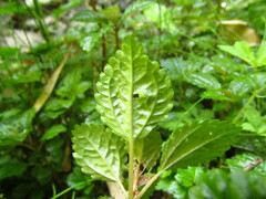 Pilea elliptica