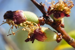Prunus armeniaca