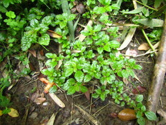 Pilea elliptica