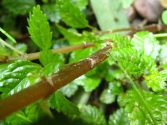 Pilea elliptica