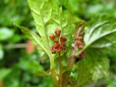 Pilea elliptica