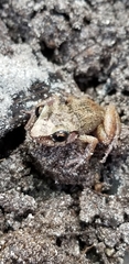 Eleutherodactylus rogersi