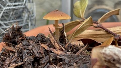 Pholiotina rugosa