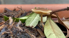 Pholiotina rugosa