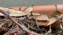 Pholiotina rugosa