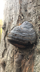 Fomes fomentarius
