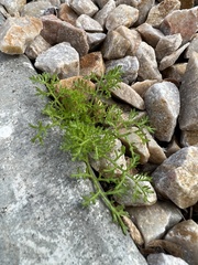 Oncosiphon pilulifer