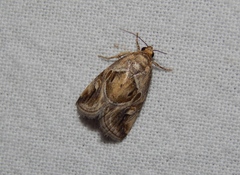 Deltote johnjoannoui