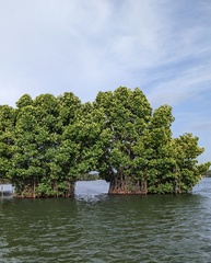 Rhizophora apiculata