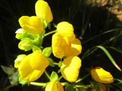 Calceolaria dentata