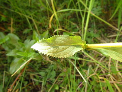 Calceolaria dentata