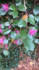 Loropetalum chinense