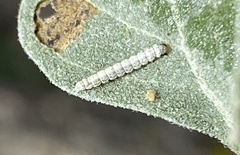Bucculatrix enceliae