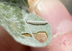 Bucculatrix enceliae