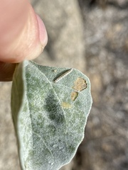 Bucculatrix enceliae