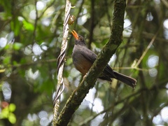 Turdus abyssinicus