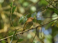 Phylloscopus umbrovirens