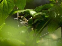 Pogoniulus leucomystax