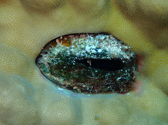 Lamarcka ventricosa