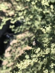 Catorhintha apicalis