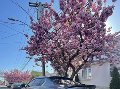 Handroanthus heptaphyllus