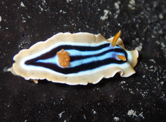 Chromodoris quadricolor