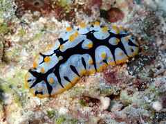 Phyllidia rueppelii