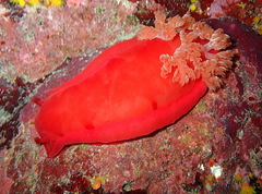 Hexabranchus sanguineus