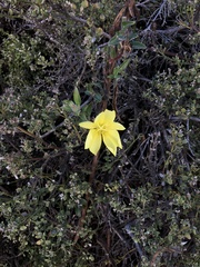 Oenothera elata