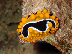 Phyllidia undula