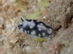 Phyllidiella