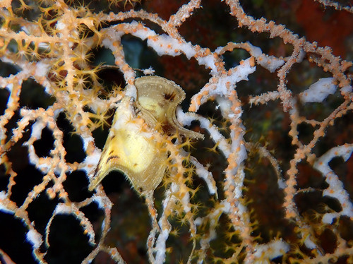 Egyptian Wing Oyster