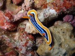 Chromodoris quadricolor